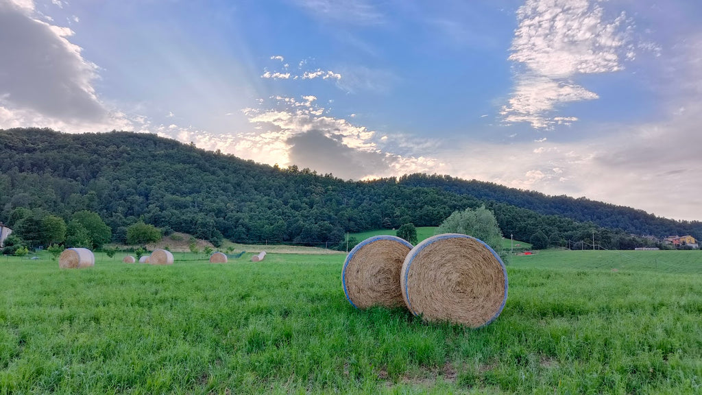 Parmigiano Reggiano og dens tusindårige rejse